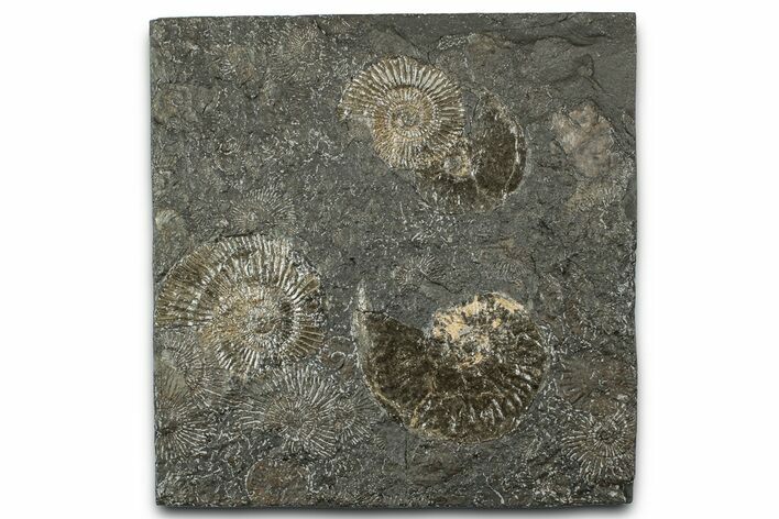Fossil Ammonite Cluster - Posidonia Shale, Germany #358372